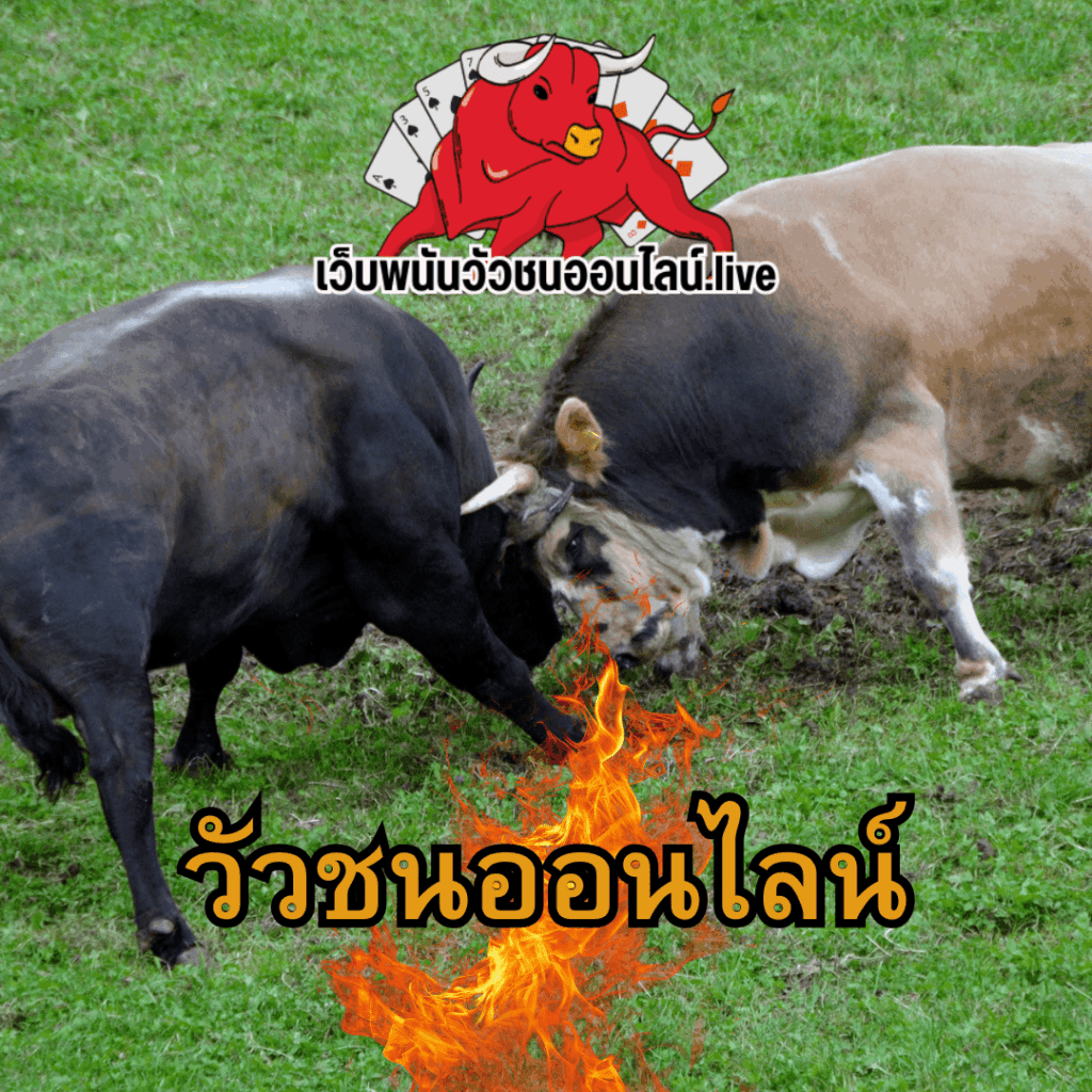 เว็บพนันวัวชนออนไลน์.live